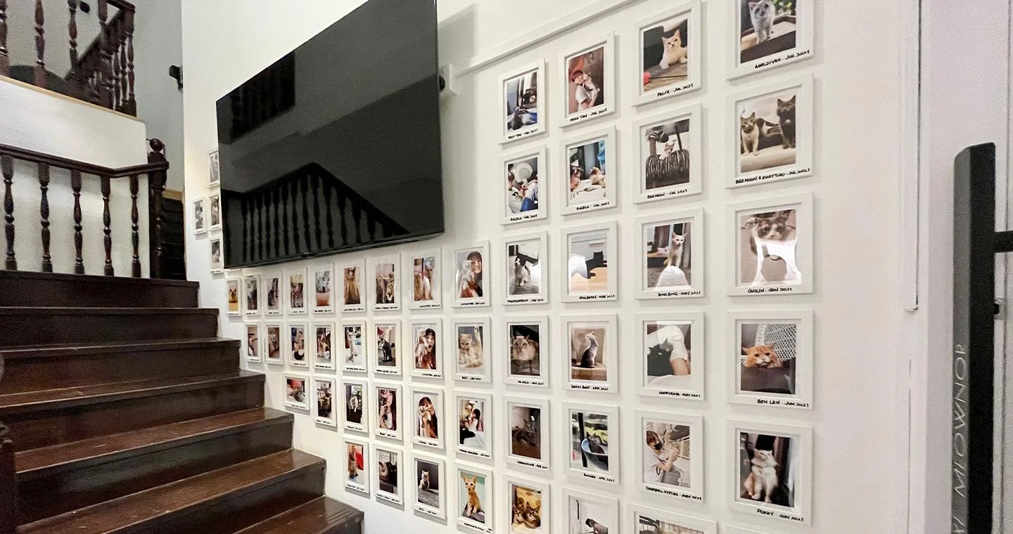Wall of Rescues