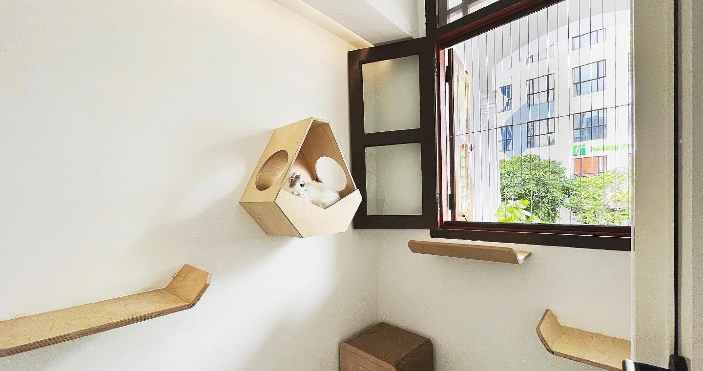 Best Cat Boarding Singapore